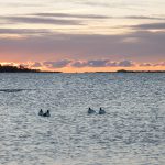 Allianspartierna släpper inte taget om jaktlagsutredningen utan vill att åtminstone vissa delar av utredningen fullföljs. Till exempel jakten på allmänt vatten. Foto: Jan Henricson
