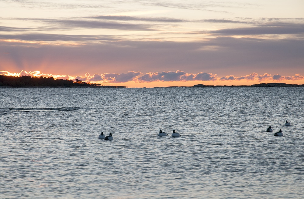 Allianspartierna släpper inte taget om jaktlagsutredningen utan vill att åtminstone vissa delar av utredningen fullföljs. Till exempel jakten på allmänt vatten. Foto: Jan Henricson