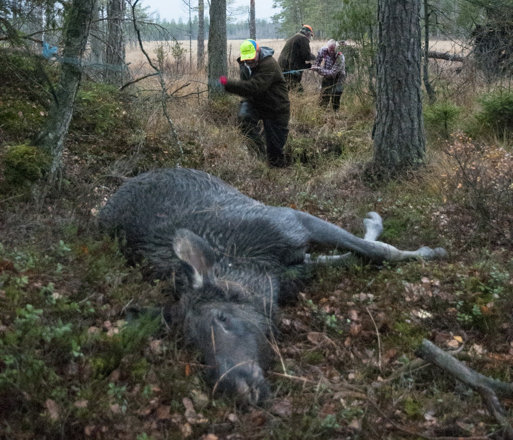Lidköpings jaktvårdskrets vill senarelägga älgjakten för både älgens och jägarnas skull. Foto: Jan Henricson