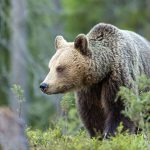 Ett flertal klinisk-kemiska blodvärden varierar med ålder och kön hos björnar. Foto: Kjell-Erik Moseid