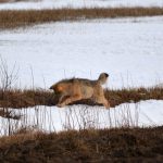 En av vargarna i reviret när den jagade sork i byn Ulvsta i slutet av februari. Foto: Johnny Olsson