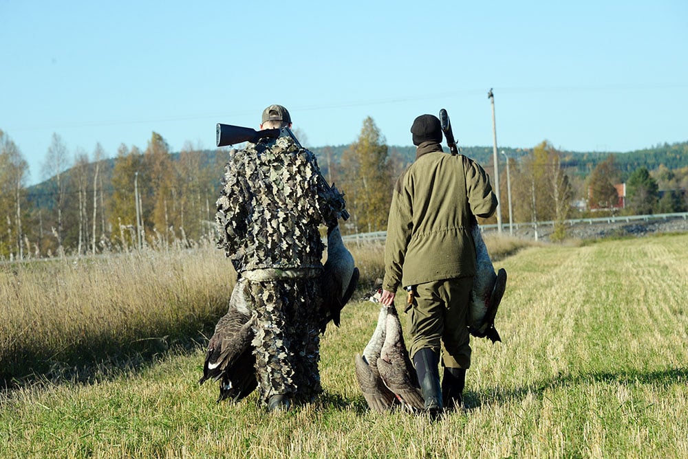 Jägareförbundet i Norrbotten vill ha samma jakttid på grågås som på kanadagås, det vill säga från 21 augusti till sista december. Foto: Lars-Henrik Andersson