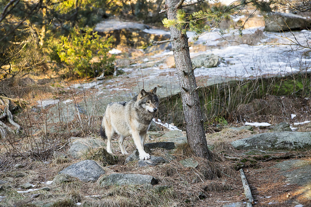 Foto i hägn: Olle Olsson