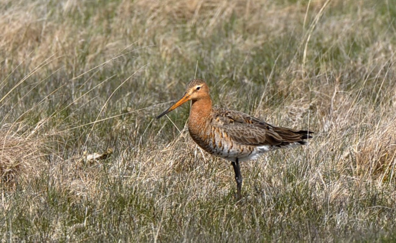 Rödspoven är fokusfågeln i naturvårdsprojektet där predatorjakten gynnar en mångfald av arter. Foto: Magnus Johansson