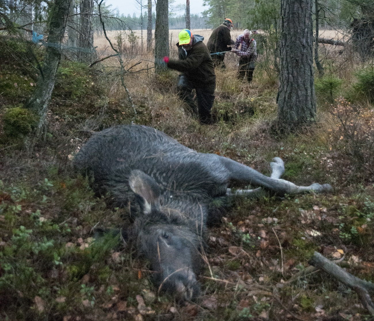 Att inte rapportera in skjutna älgar kan leda till begränsad tilldelning till nästa jakt. Foto: Jan Henricson