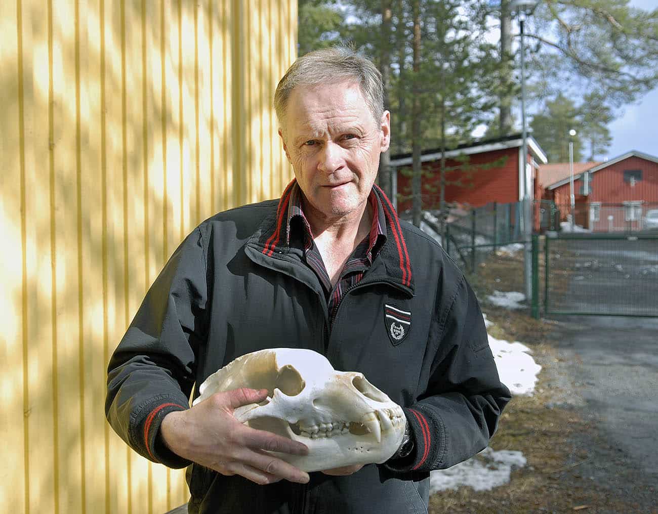 I höstas fällde Ingemar Eriksson från Tärendö sin första björn och det visade sig att det var en guldtrofé. Foto: Lars-Henrik Andersson