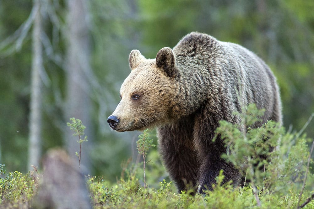 Det blir ingen forskningsjakt på 20 björnar i Norrbotten, efter ett beslut av Naturvårdsverket. Foto: Kjell-Erik Moseid