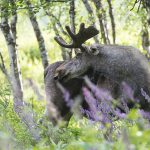 Vikten på älgtjurarnas testiklar i förhållande till kroppsvikten är bland de lägsta som uppmätts hos däggdjur. Foto: Kjell-Erik Moseid