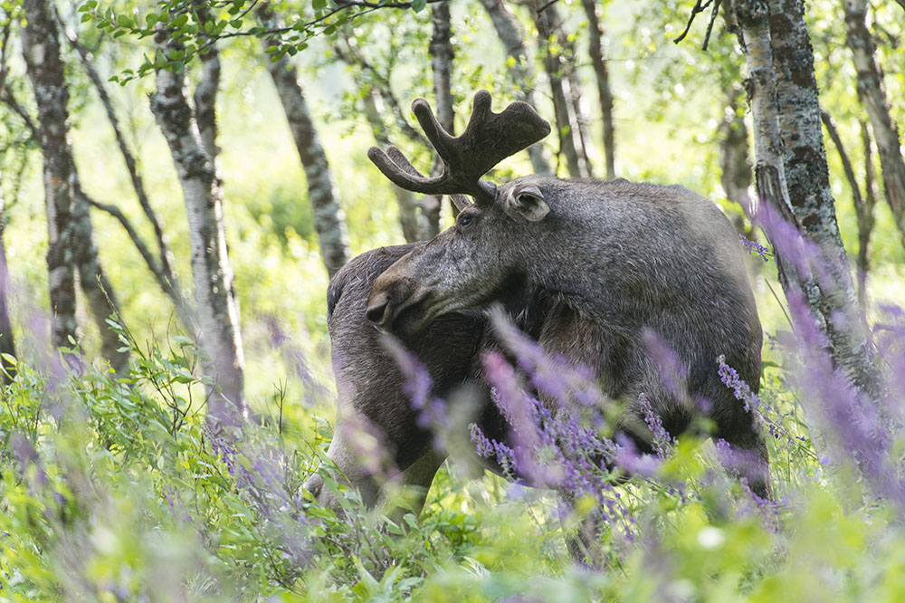 Vikten på älgtjurarnas testiklar i förhållande till kroppsvikten är bland de lägsta som uppmätts hos däggdjur. Foto: Kjell-Erik Moseid