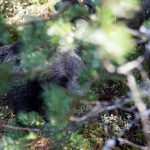 Otillåten och oetisk jakt kan medföra förändringar i det kommande björnjaktbesluten jämfört med tidigare års beslut. Foto: Olle Olsson