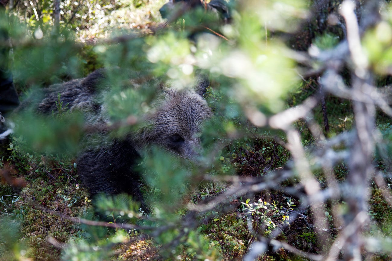Otillåten och oetisk jakt kan medföra förändringar i det kommande björnjaktbesluten jämfört med tidigare års beslut. Foto: Olle Olsson