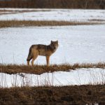 Vargarna i Ockelbo är ovanligt oskygga. Foto: Johnny Olsson