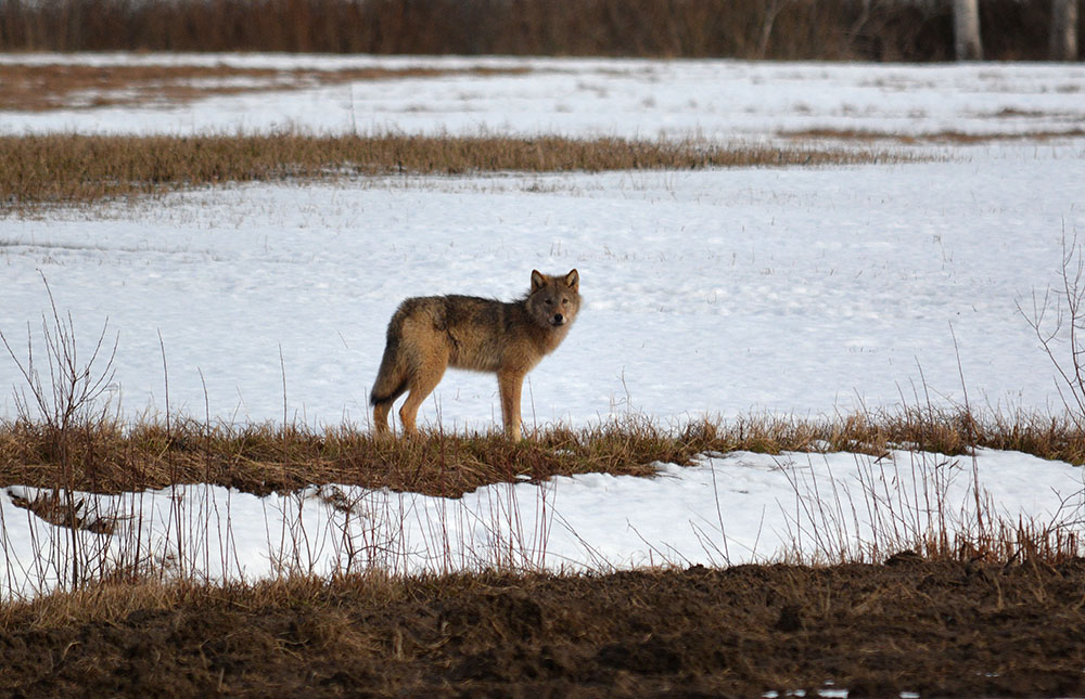 Vargarna i Ockelbo är ovanligt oskygga. Foto: Johnny Olsson
