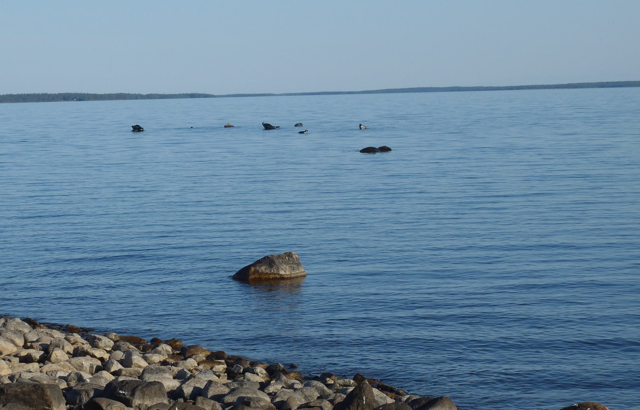 Vikarna ökar snabbt i antal längs kusterna i Norrbotten och Västerbotten. Foto: Niklas Lundberg