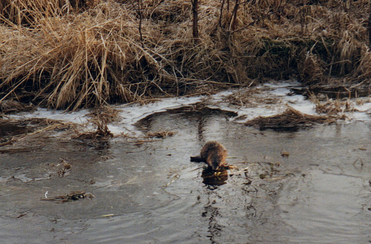 En bisam i ett norrländskt vattendrag på 1990-talet innan stammen kraschade. Foto: Lars-Henrik Andersson