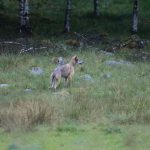 Vargen som dräpte får i en hage i Gnosjötrakten sommaren 2013 är enligt DNA-analyser samma skadade hane som i vinter filmats och fotograferats av länsstyrelsens övervakningskameror. Foto: Kenneth Johansson