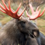 En älg avlivades av jägare efter att den sparkat en kvinna i huvudet. Foto: Kjell-Erik Moseid