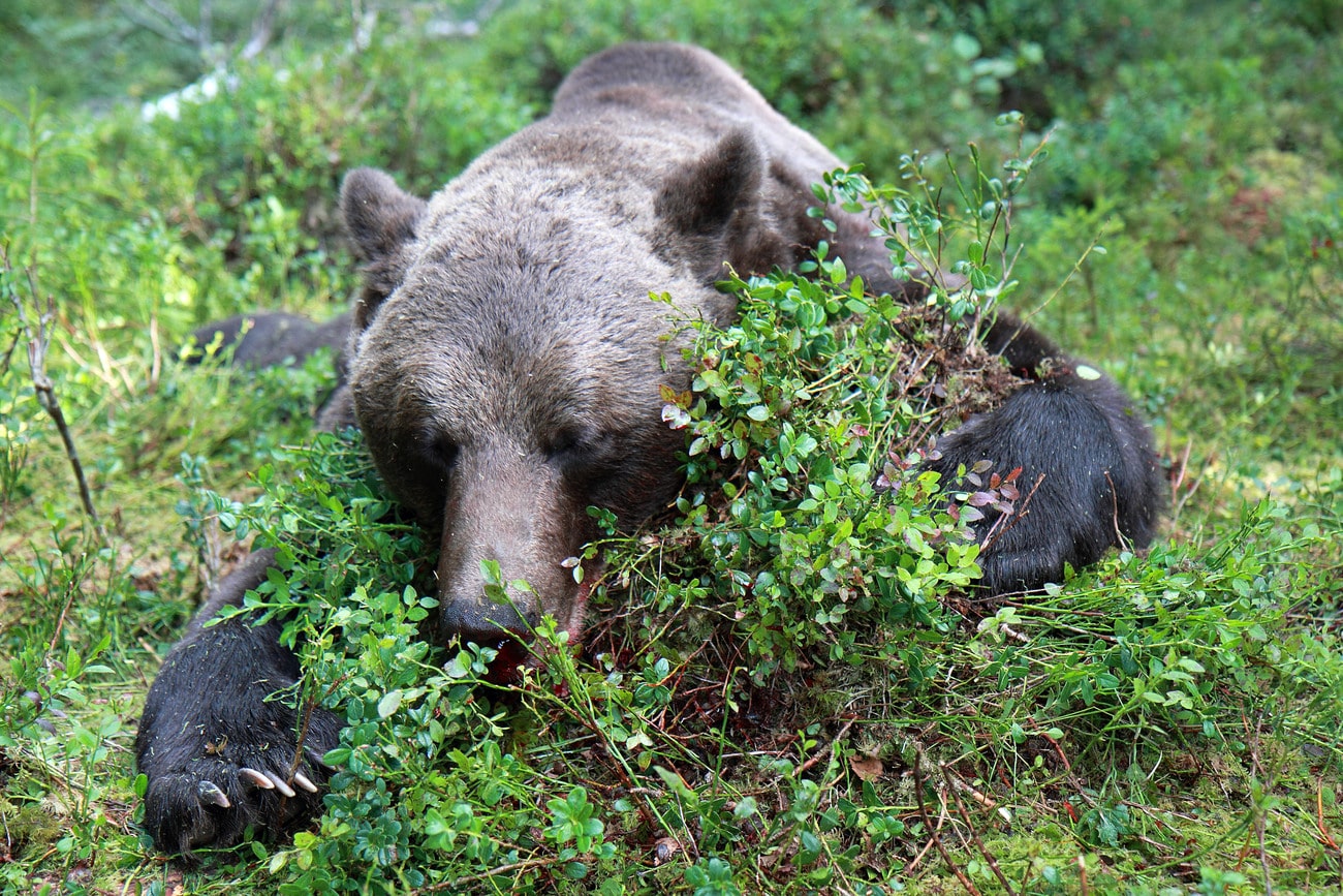 För svenska jägare med björn- eller lodjurstroféer som ska säljas, är det viktigt att ha ett giltigt CITES-intyg från Jordbruksverket. Foto: Olle Olsson