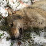 Under vinterns vargjakt fälldes 44 djur, vilket inte ens motsvarar en fjärdedel av det antal vargvalpar som nu föds. Foto: Lennart Johannesson