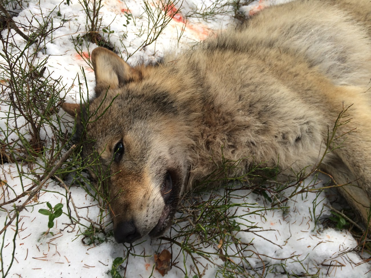 Under vinterns vargjakt fälldes 44 djur, vilket inte ens motsvarar en fjärdedel av det antal vargvalpar som nu föds. Foto: Lennart Johannesson