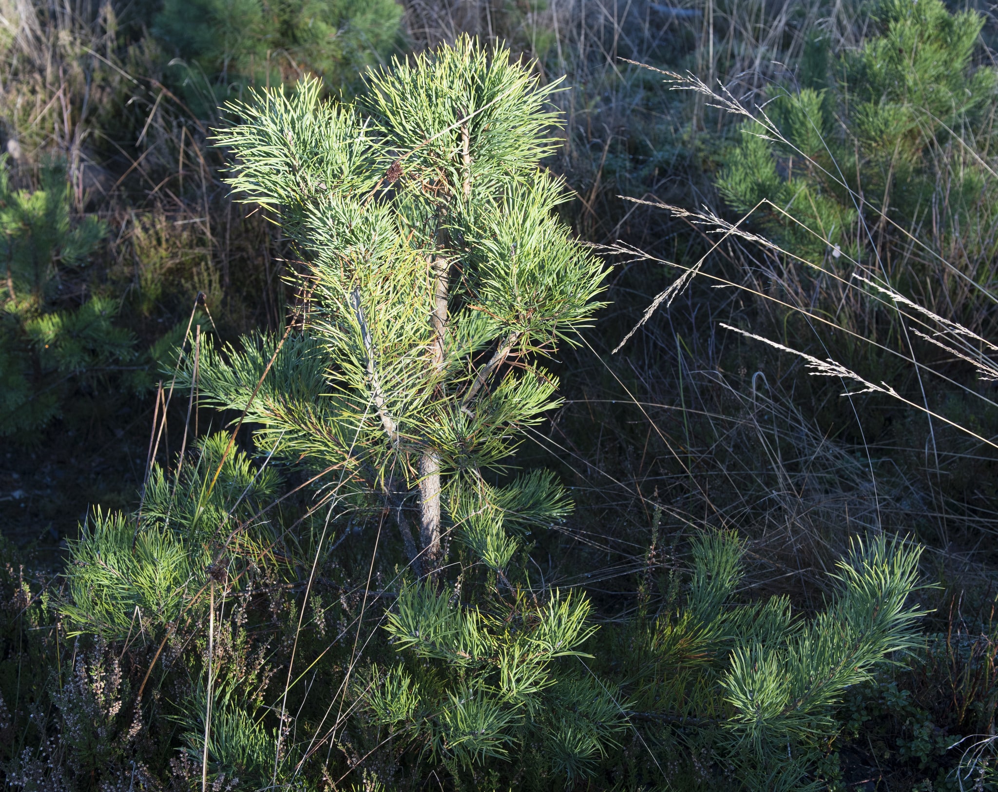 Tallen är på väg tillbaka i södra Sverige. I varje fall har skogsbolaget Södra ökat försäljningen av tallplantor avsevärt. Foto: Jan Henricson