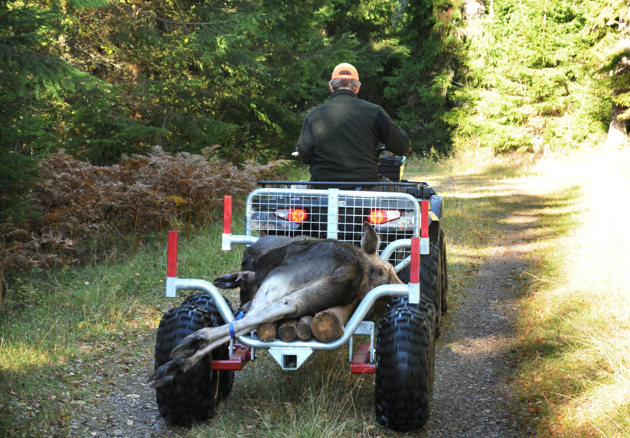 Fällda djur får fortfarande köras ut ur skogen till närmaste bilväg. Foto: Jan Henricson