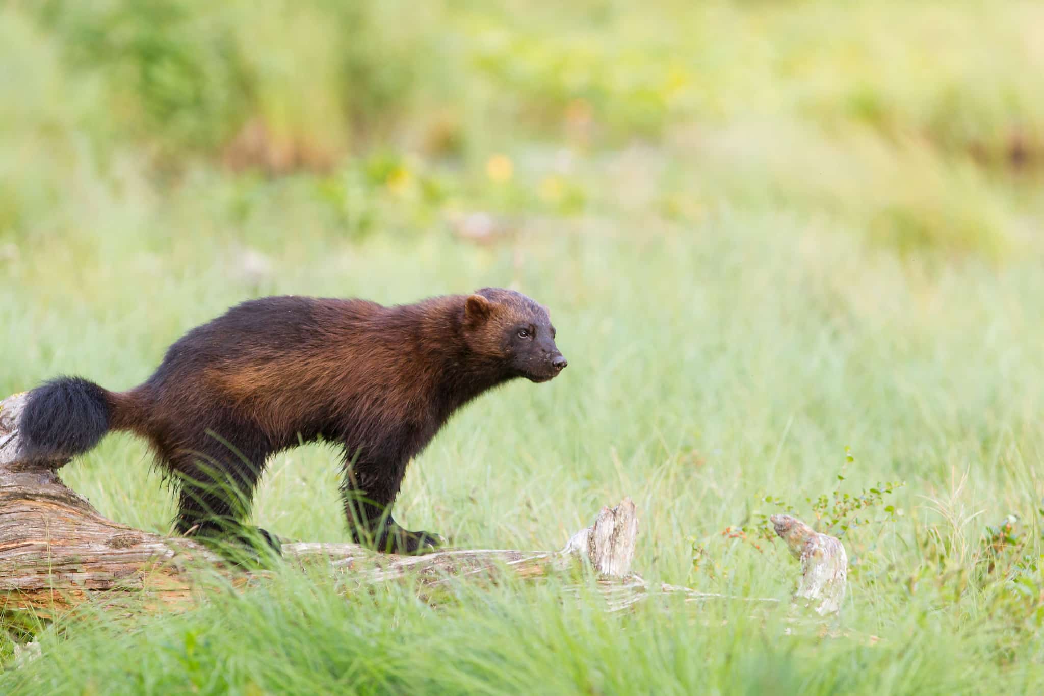 Järven ökar och nu funderar länsstyrelserna på licensjakt. Men först måste Naturvårdsverket ta fram föreskrifter. I veckan träffas parterna för att diskutera frågan. Foto: Kjell-Erik Moseid