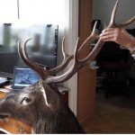 Ett riktigt detektivarbete. På bilden syns bogmontaget av kronhjorten som beslagtogs i den misstänkte tjuvjägarens hem. På datorn i bakgrunden syns hjorten levande när den fotograferades på ett gods i Sjöbotrakten den 30 augusti 2011. Kronhjortspecialisten Anders Jarnemo har jämfört montaget med bilden och sa under rättegången att det utan minsta tvekan är samma hjort. Foto: Från Förundersökningen