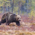 När björnstammen inventerades genom dna-analyser av spillning i Jämtland 2006 uppskattades den uppgå till mellan 700 och 1.000 djur. Foto: Kjell-Erik Moseid