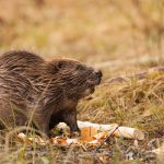 Den europeiska bävern (bilden) kan riskera att konkurreras ut av den mer produktiva kanadensiska bävern. Foto: Kjell-Erik Moseid