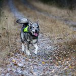 I en motion till Miljöpartiets kongress föreslås att löshundsjakt i vargmarker ska förbjudas och att skyddsjakt på varg inte ska tillåtas om vargen attackerat en löst springande hund. Foto: Olle Olsson