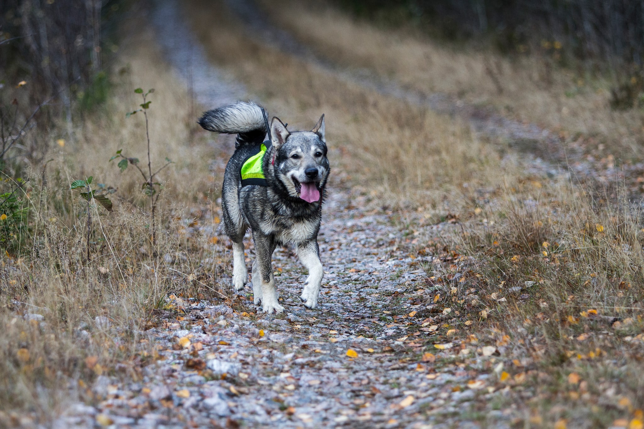 I en motion till Miljöpartiets kongress föreslås att löshundsjakt i vargmarker ska förbjudas och att skyddsjakt på varg inte ska tillåtas om vargen attackerat en löst springande hund. Foto: Olle Olsson