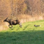 Några jägare från Hälsingland misstänks ha jagat älg med hjälp av bil Foto: Kjell-Erik Moseid