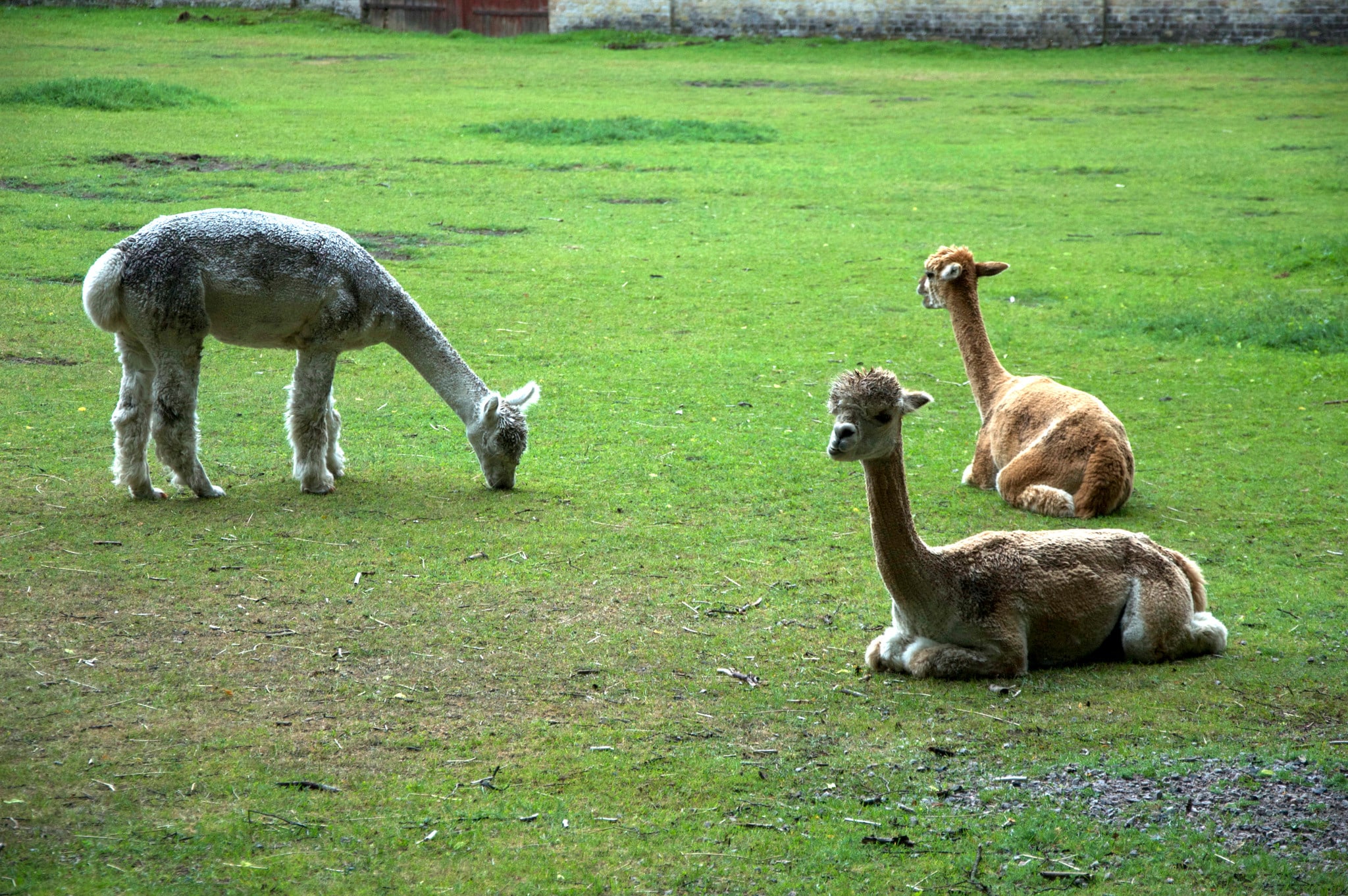 Alpackor är värdefulla djur där framför allt ston betingar höga priser. Foto: Marie Gadolin