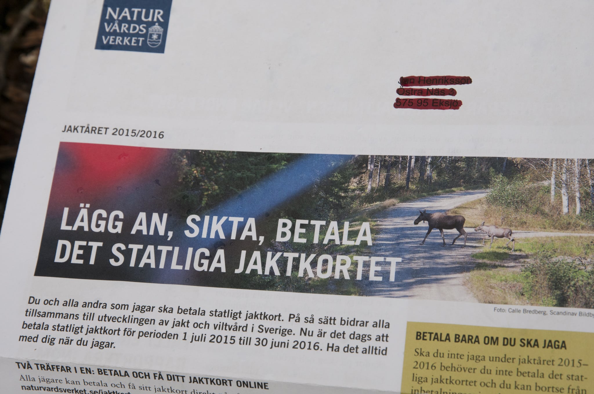 Ett bra läge för att skjuta kalven, eller en riskfylld jaktsituation? Naturvårdsverkets bildval och rubriksättning i utskicket av betalningsavin för det statliga jaktkortet får kritik. Foto: Jan Henricson