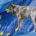 EU-striden om den svenska licensjakten på varg fortsätter.