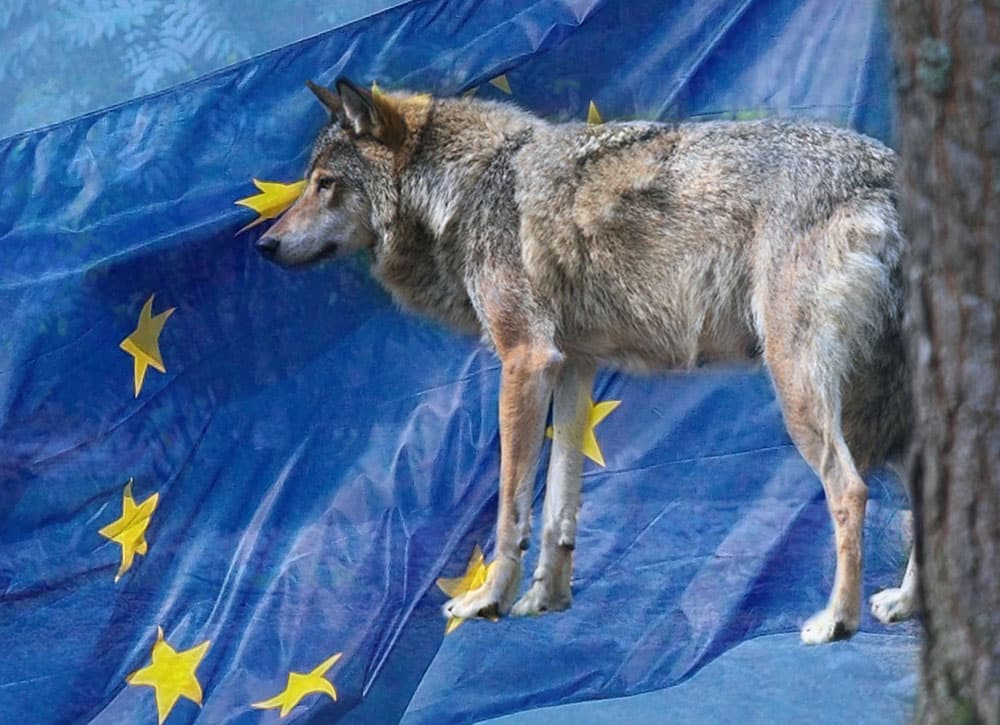 EU-striden om den svenska licensjakten på varg fortsätter.