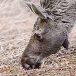 Foto: Kjell-Erik Moseid