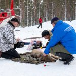 Den svenska vargstammen har ett nästan komplett släktträd. Här sätter forskarna sändare på vargar. Foto: Olle Olsson