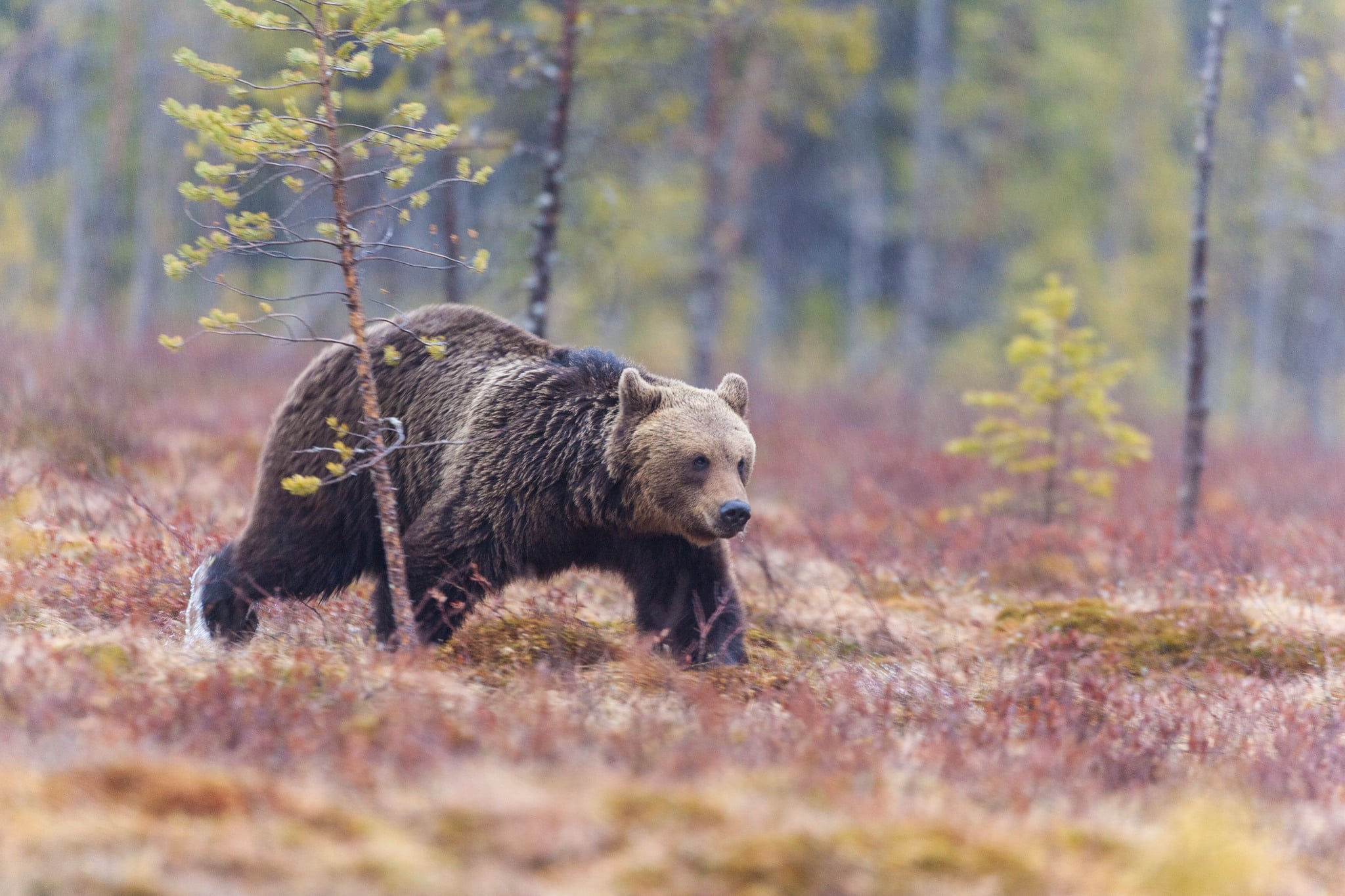Nu är tilldelningen för årets björnjakt klar i Västerbotten. Foto: Kjell-Erik Moseid