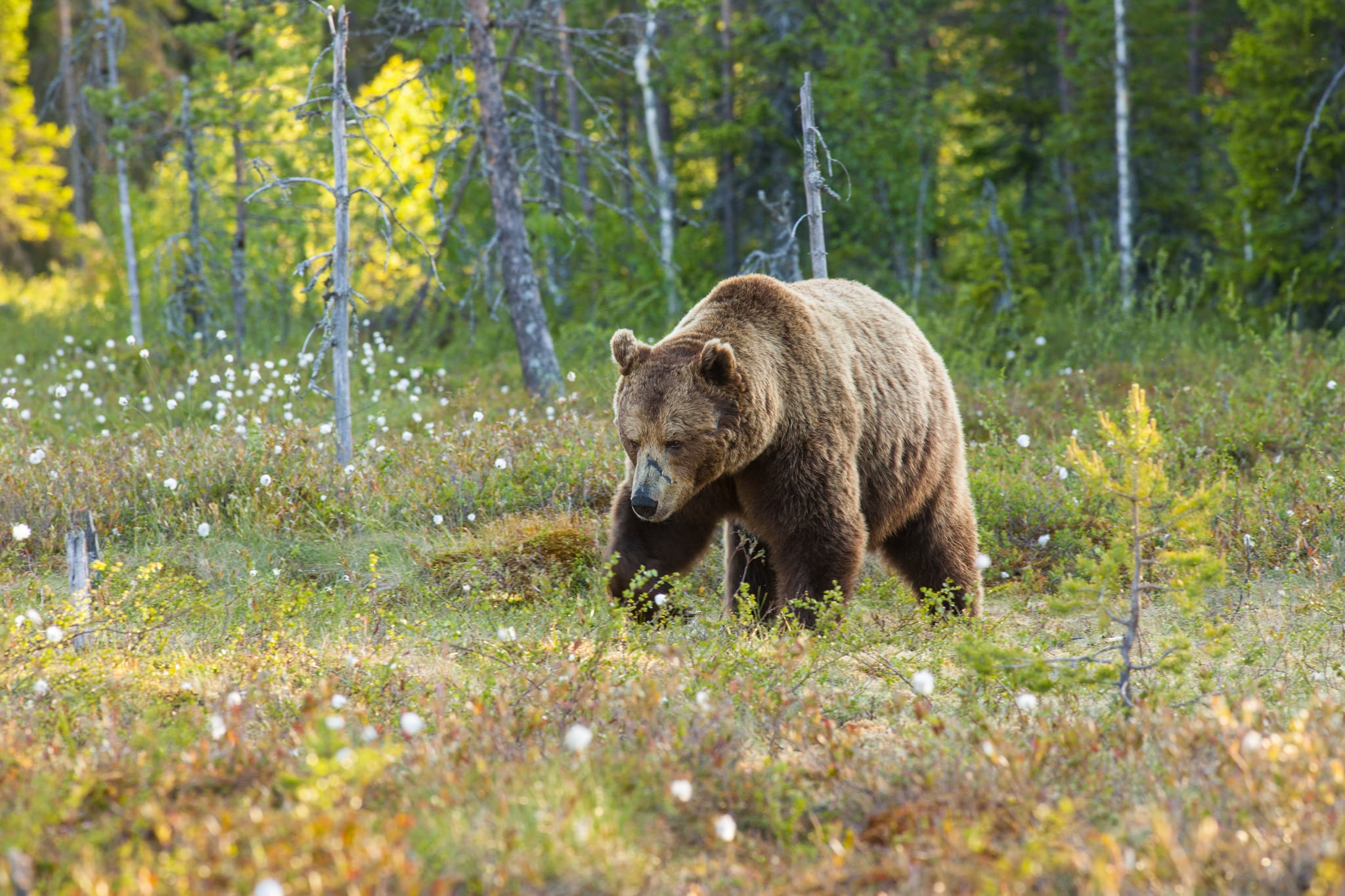 Björnjakten i Norrbotten minskar. Länsstyrelsen hävdar att björnstammen minskar snabbare än i övriga Sverige och halverar tilldelningen jämfört med tidigare år. Foto: Kjell-Erik Moseid