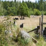 Naturvårdsverket ska utreda om skyddsjakt är en åtgärd som kan tillämpas när vargen är på väg till fårhagen, och inte bara när angreppet är ett faktum. Foto: Jan Henricson