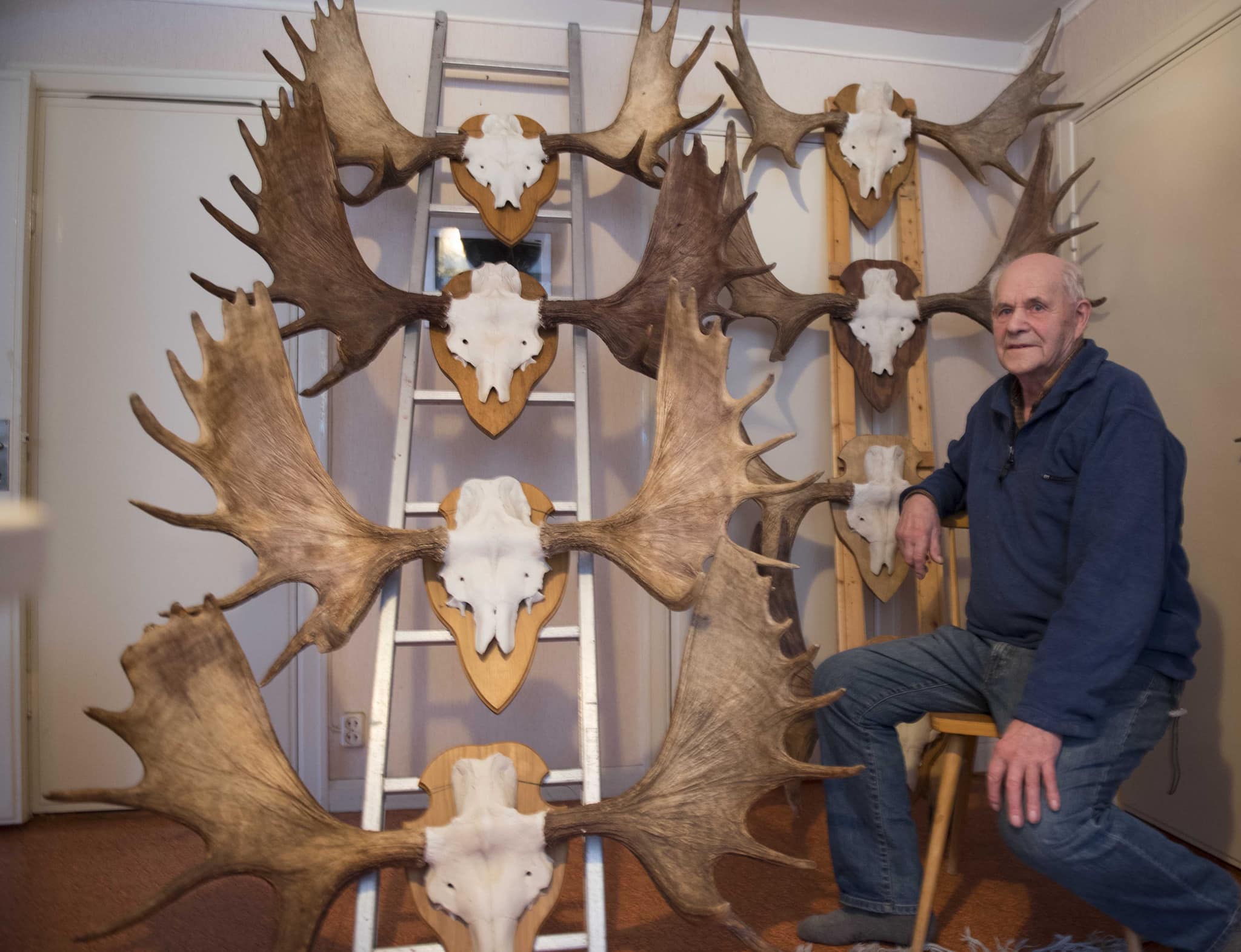 Hans Magnussons hornsamling är makalös. Hur många mil han gått i skog och mark för att hitta alla horn går inte ens att föreställa sig. Foto: Jan Henricson