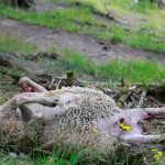 Ett av de minst sju får som dödades av varg på Molstabergs gård natten till lördag. Foto: Maria Törmänen