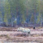 I helgen inträffade två vargangrepp på tamdjursbesättningar i Dalarna. Foto: Kjell-Erik Moseid