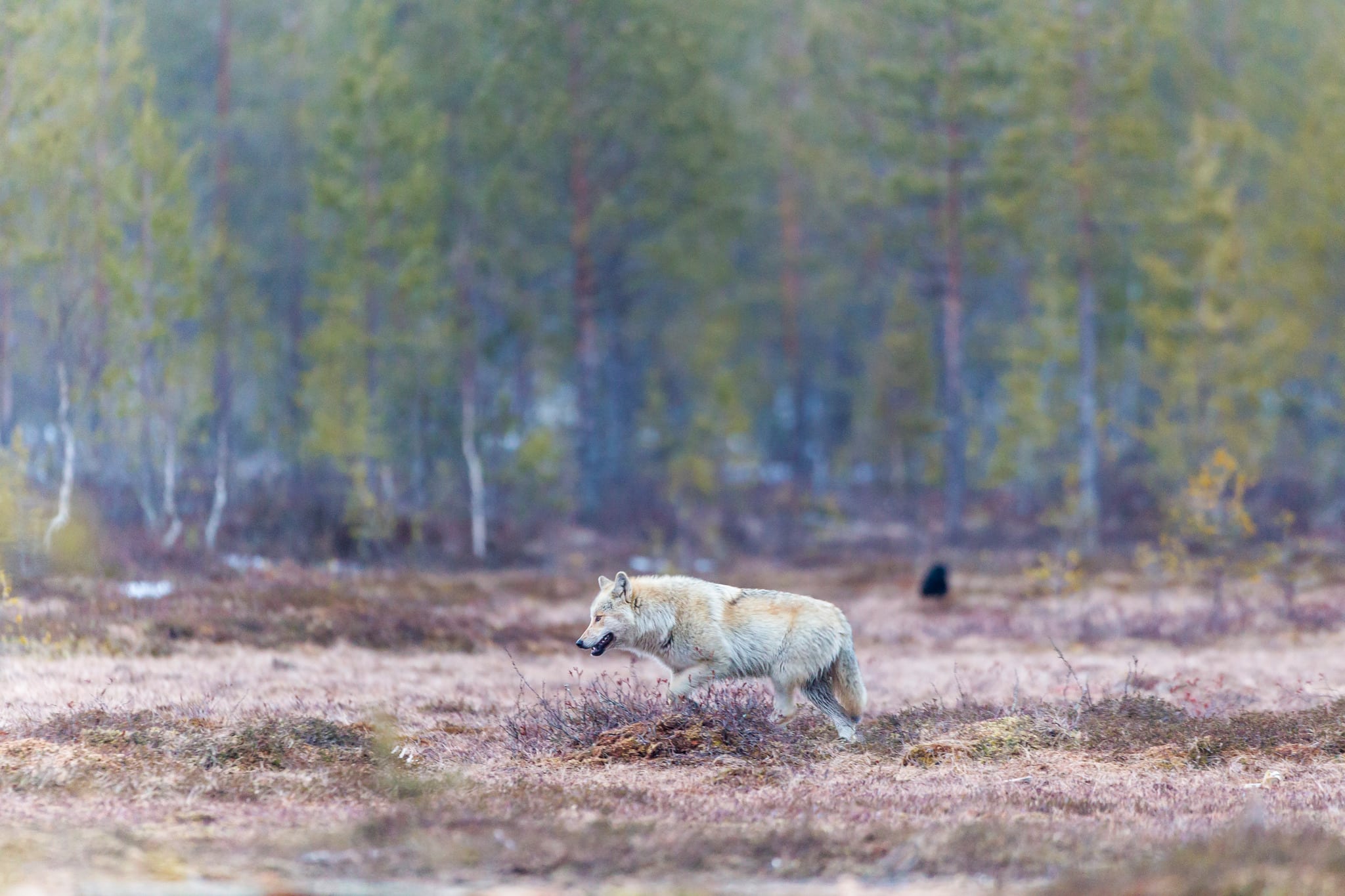 I helgen inträffade två vargangrepp på tamdjursbesättningar i Dalarna. Foto: Kjell-Erik Moseid