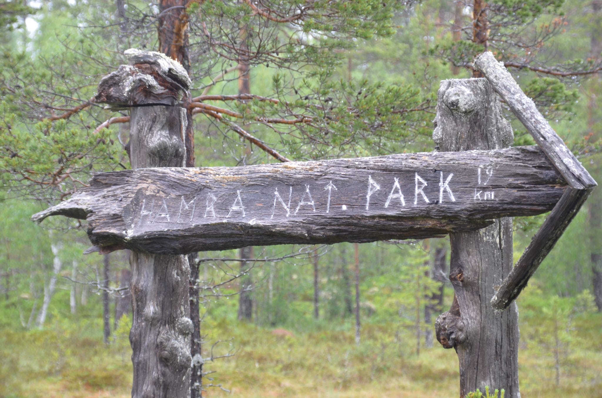 Jägareförbundet inbjuder till björnjakt i Hamraområdet i Hälsingland. Foto: Privat