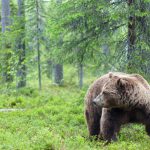 Länsstyrelsen i Norrbotten har beslutat om licensjakt på 35 björnar i länet i år, en klar minskning gentemot 2014. Beslutat överklagas nu av Jägareförbundet. Foto: Kjell-Erik Moseid