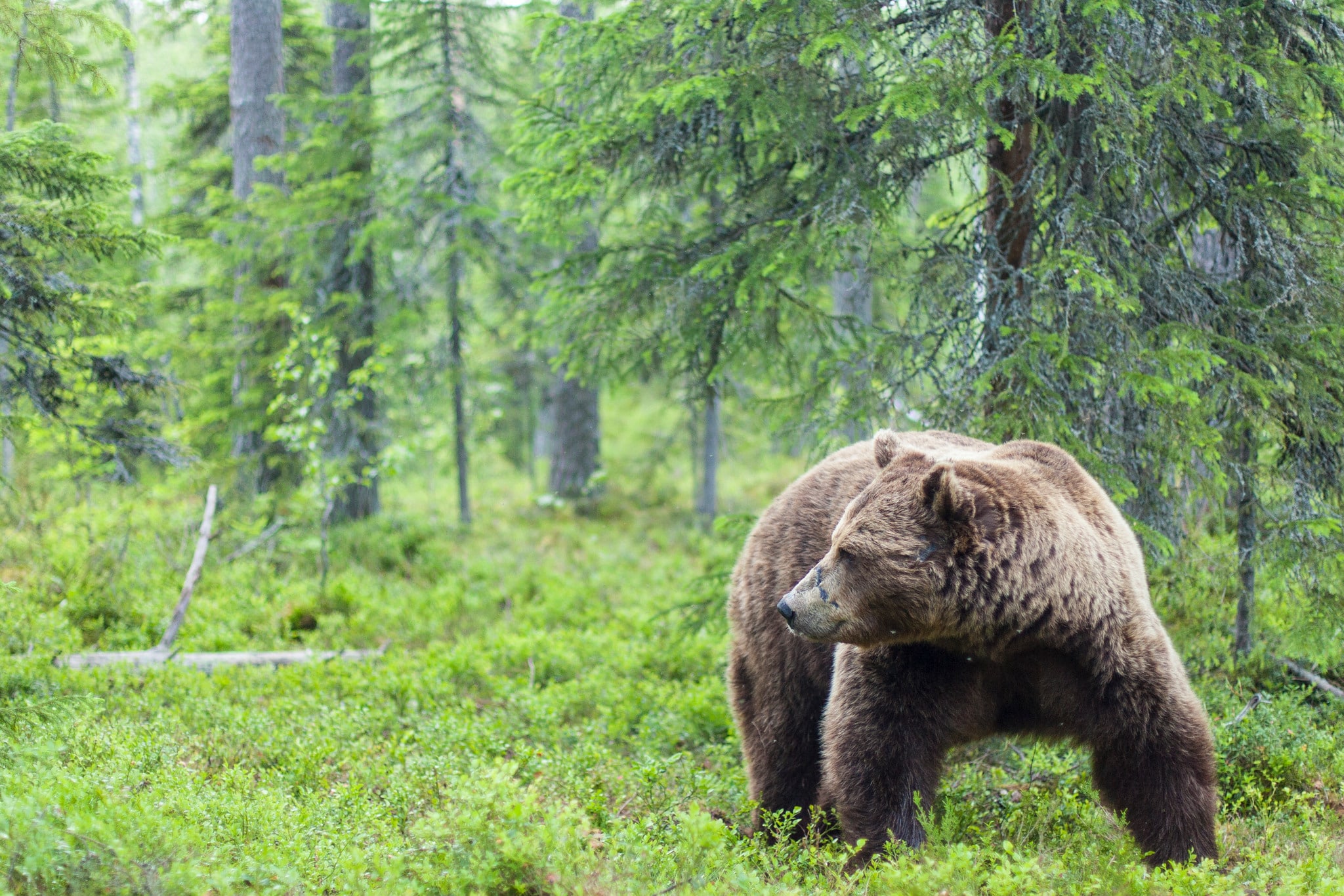 Länsstyrelsen i Norrbotten har beslutat om licensjakt på 35 björnar i länet i år, en klar minskning gentemot 2014. Beslutat överklagas nu av Jägareförbundet. Foto: Kjell-Erik Moseid