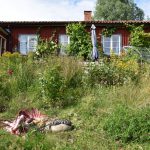 Död i sommaridyll. Ett tiotal meter från ett av bostadshusen på den lilla gården Saltkällan i Mölnbo dödades en tacka av varg natten till tisdag. Foto: Martin Källberg